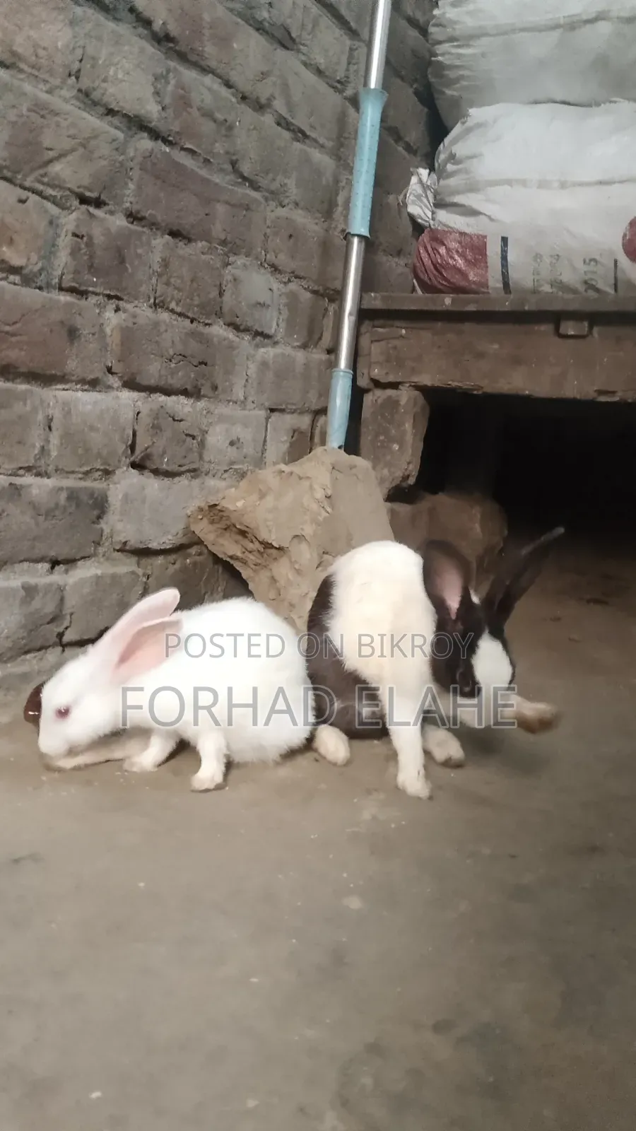 খরগোশ ১ পেয়ার