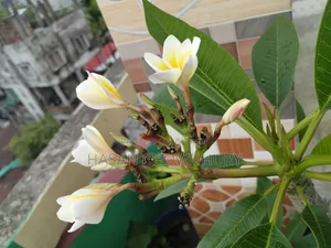 Plumeria Tree