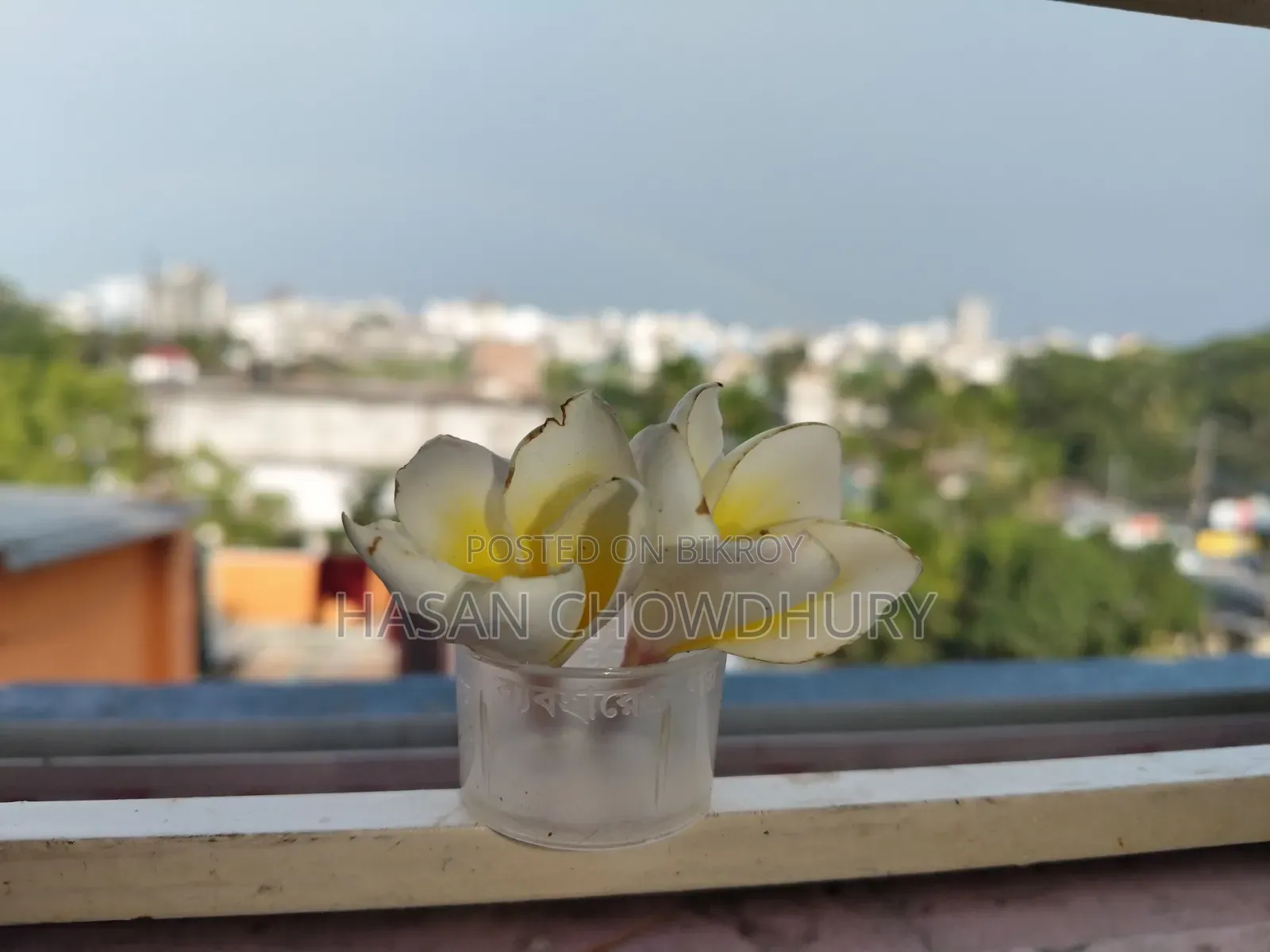 Plumeria Tree