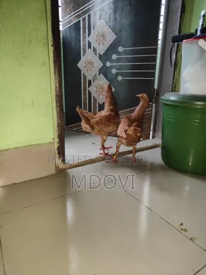 জোড়া কবুতর বিক্রি হবে, আগ্রহীরা যোগাযোগ করুন