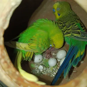 বজরিগার রানিং জোড়া