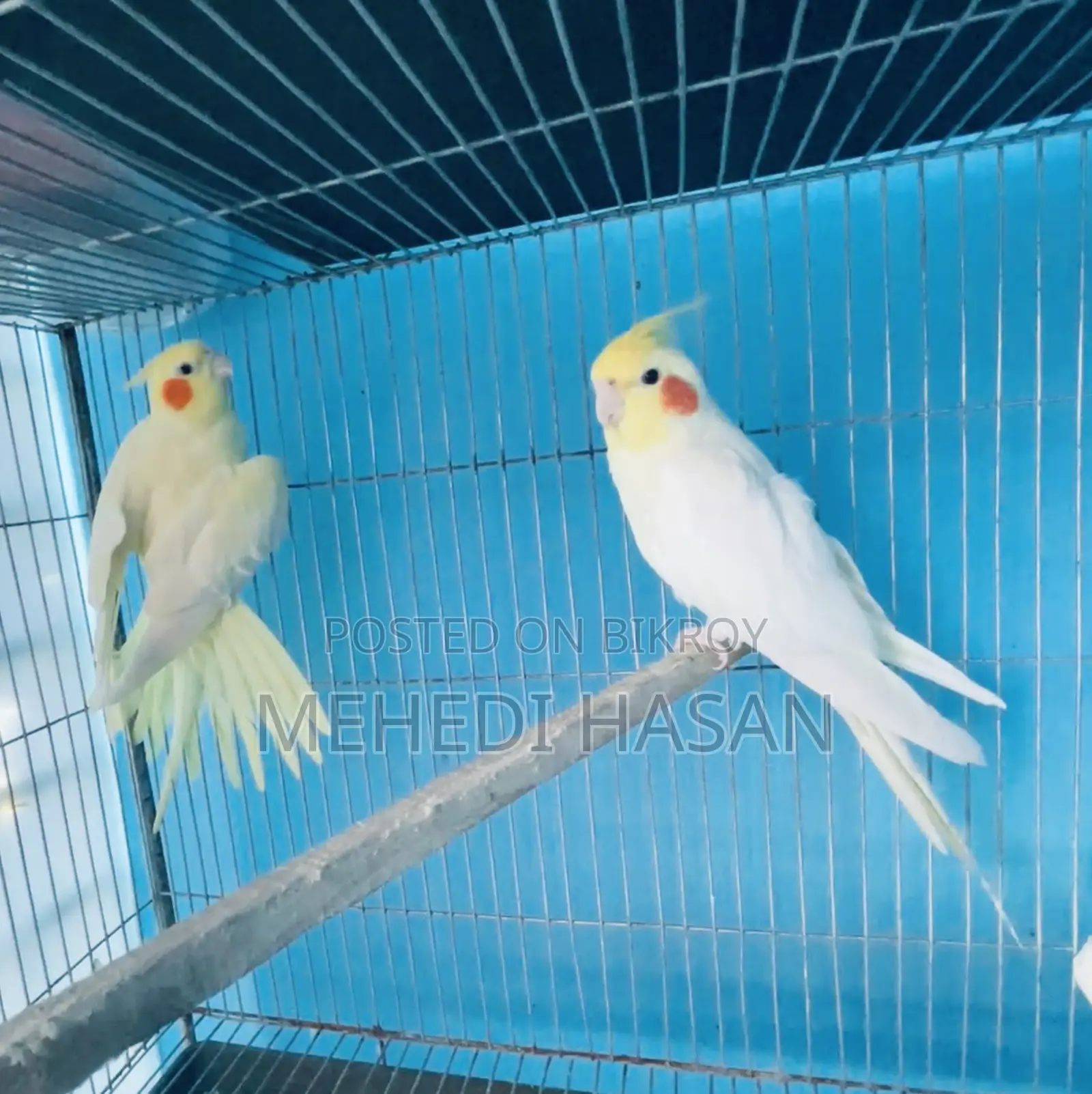 Running Cockatiel Birds for Sale