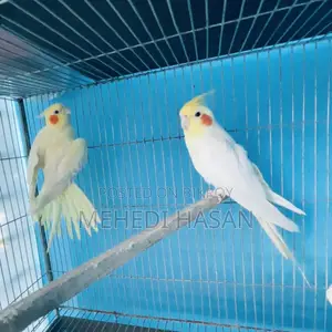 Running Cockatiel Birds for Sale