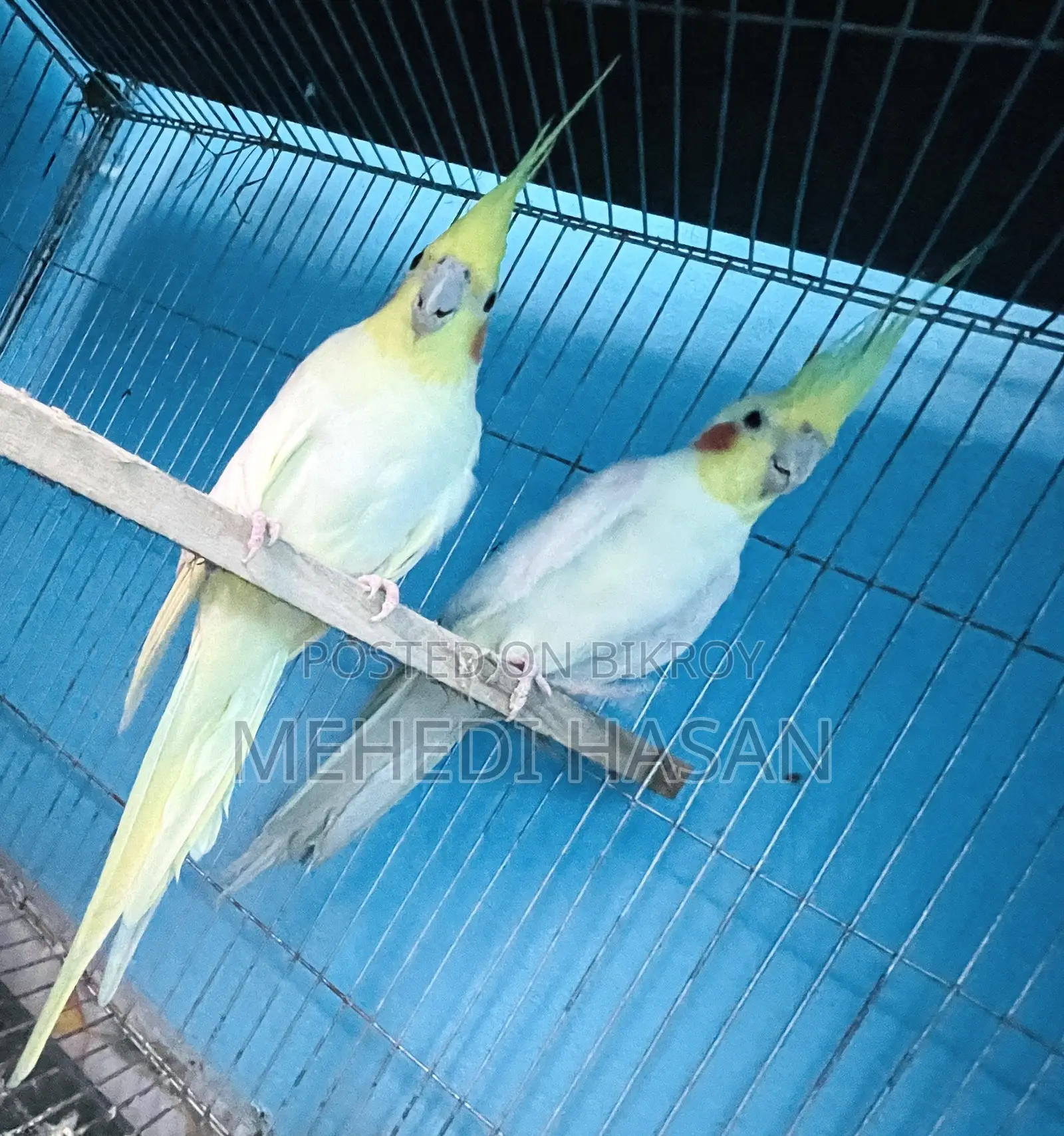 Running Cockatiel Birds for Sale