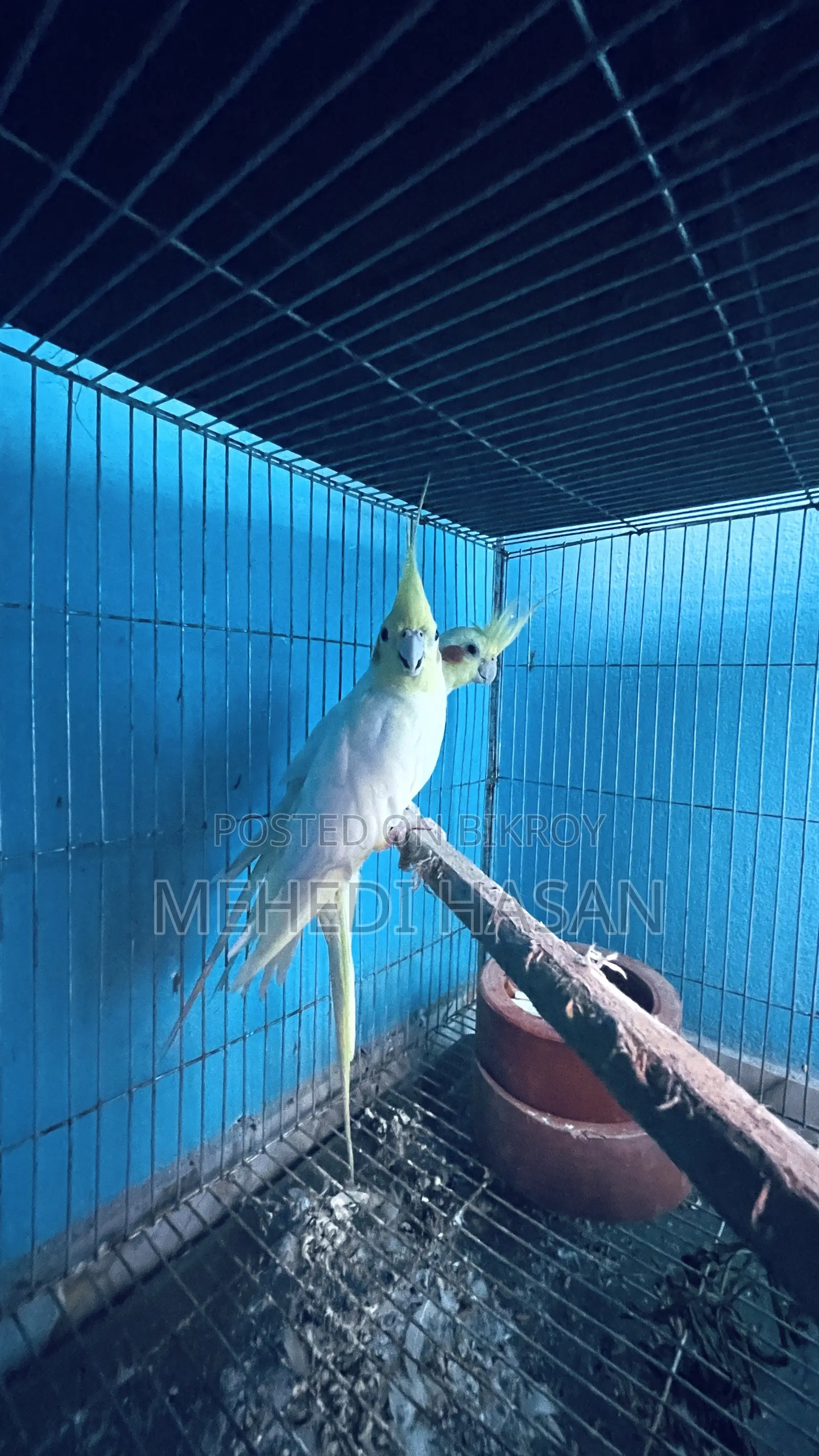 Running Cockatiel Birds for Sale