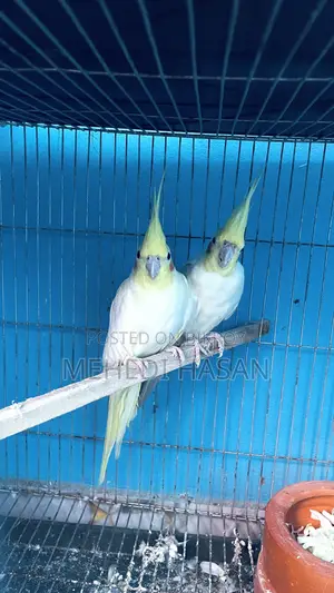 Running Cockatiel Birds for Sale