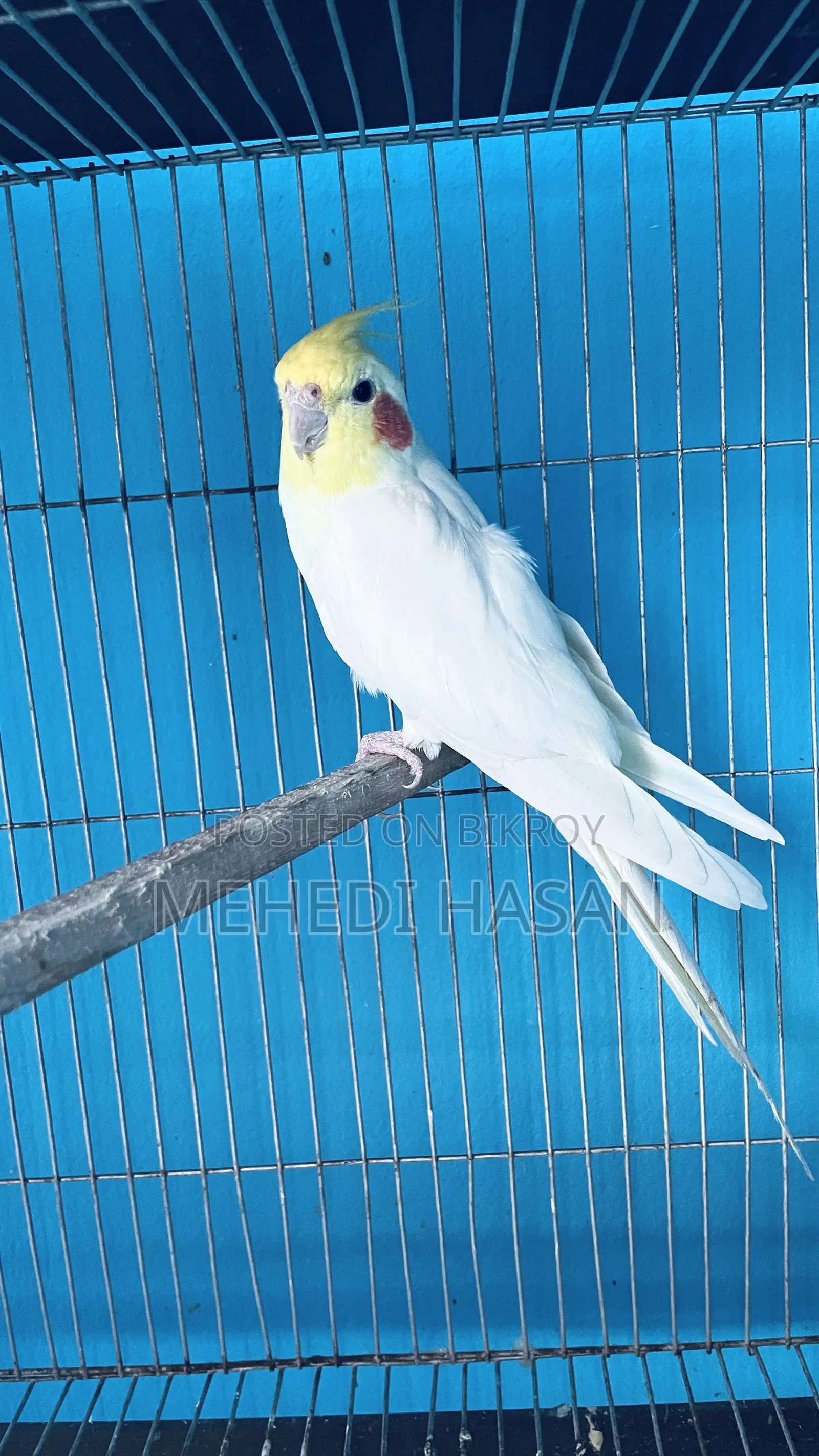 Running Cockatiel Birds for Sale