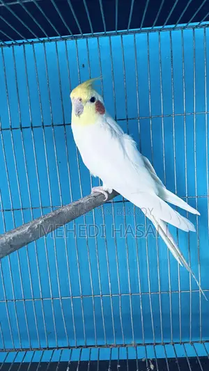 Running Cockatiel Birds for Sale