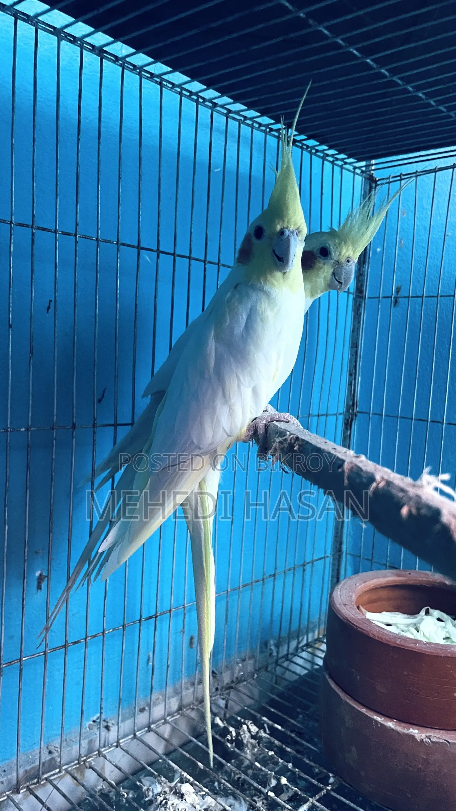 Running Cockatiel Birds for Sale
