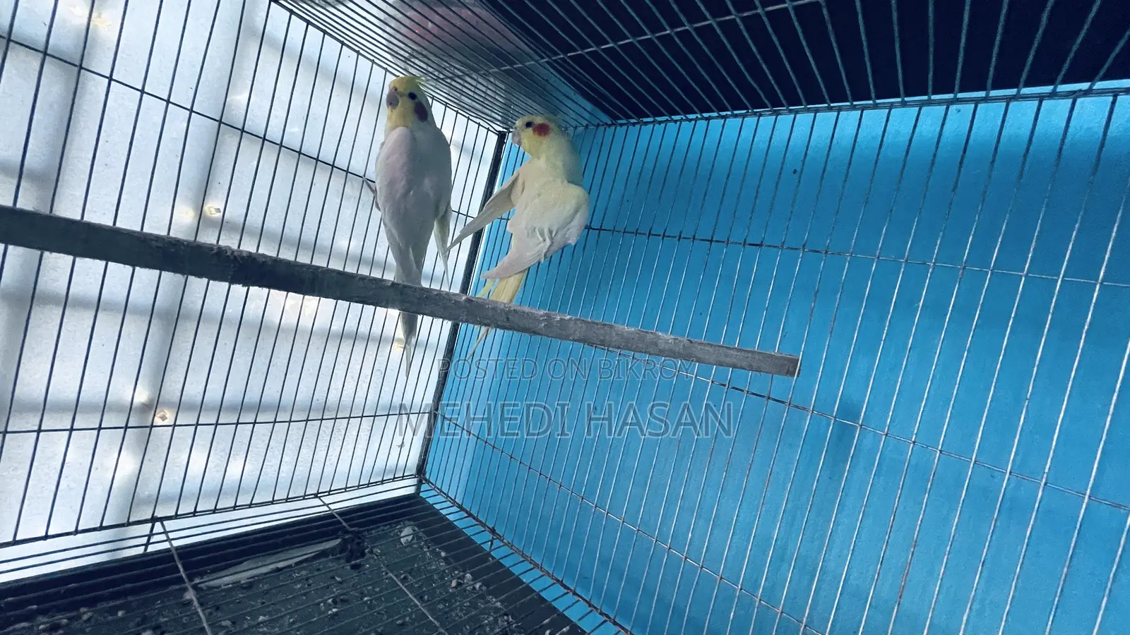 Running Cockatiel Birds for Sale