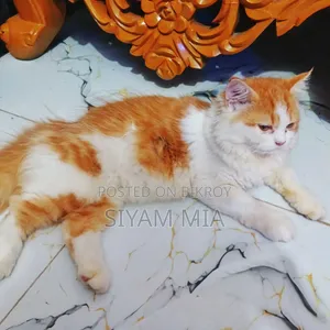 6-12 months Female Purebred Persian