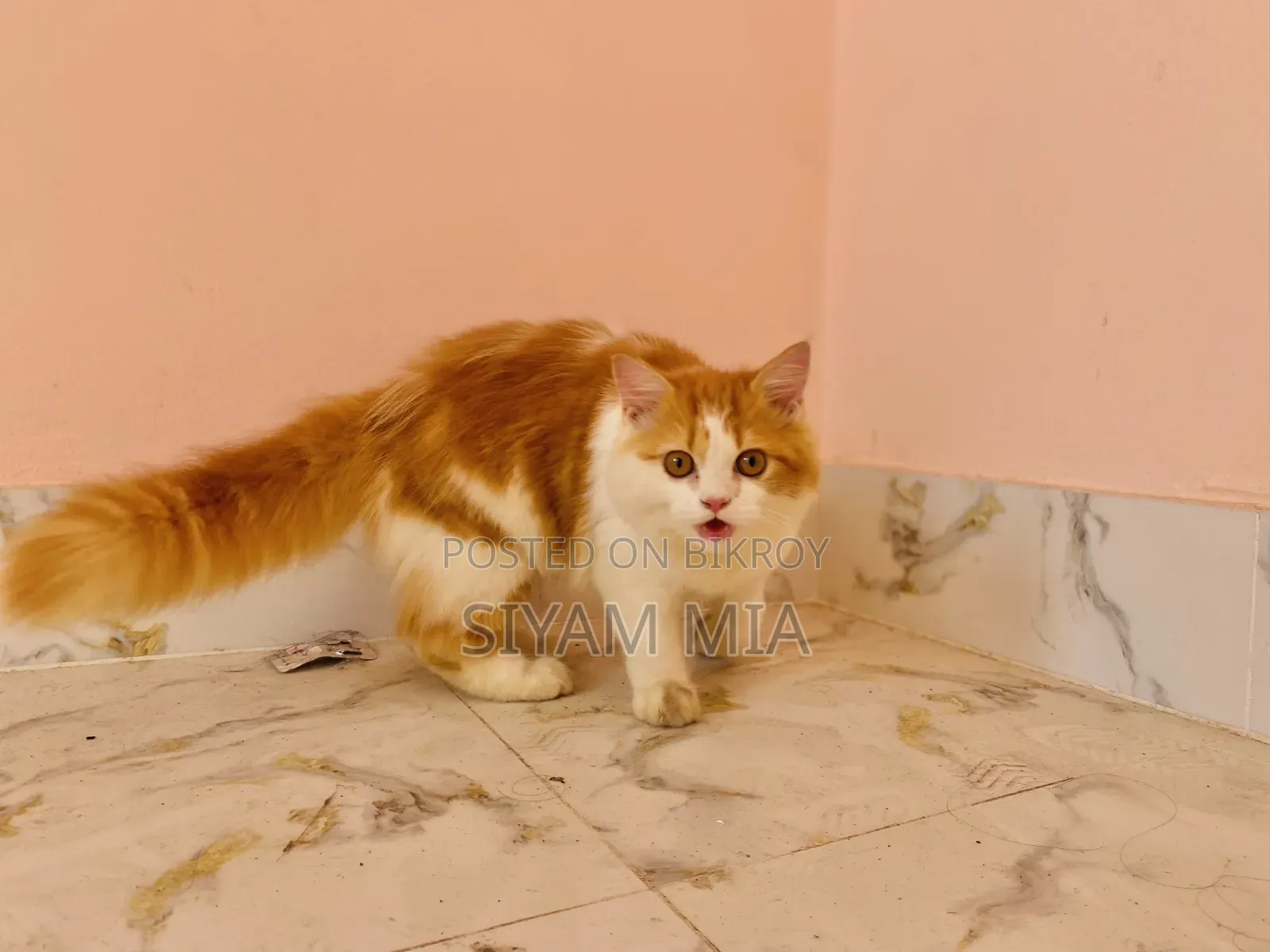 6-12 months Female Purebred Persian