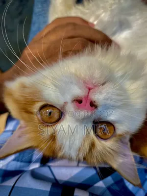 6-12 months Female Purebred Persian