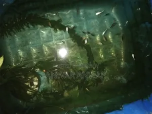 Molly fish for sale