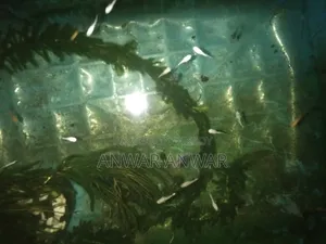 Molly fish for sale