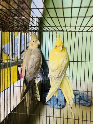 ককটেল জোড়া নির্দিষ্ট দাম।