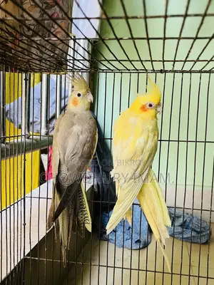 ককটেল জোড়া নির্দিষ্ট দাম।