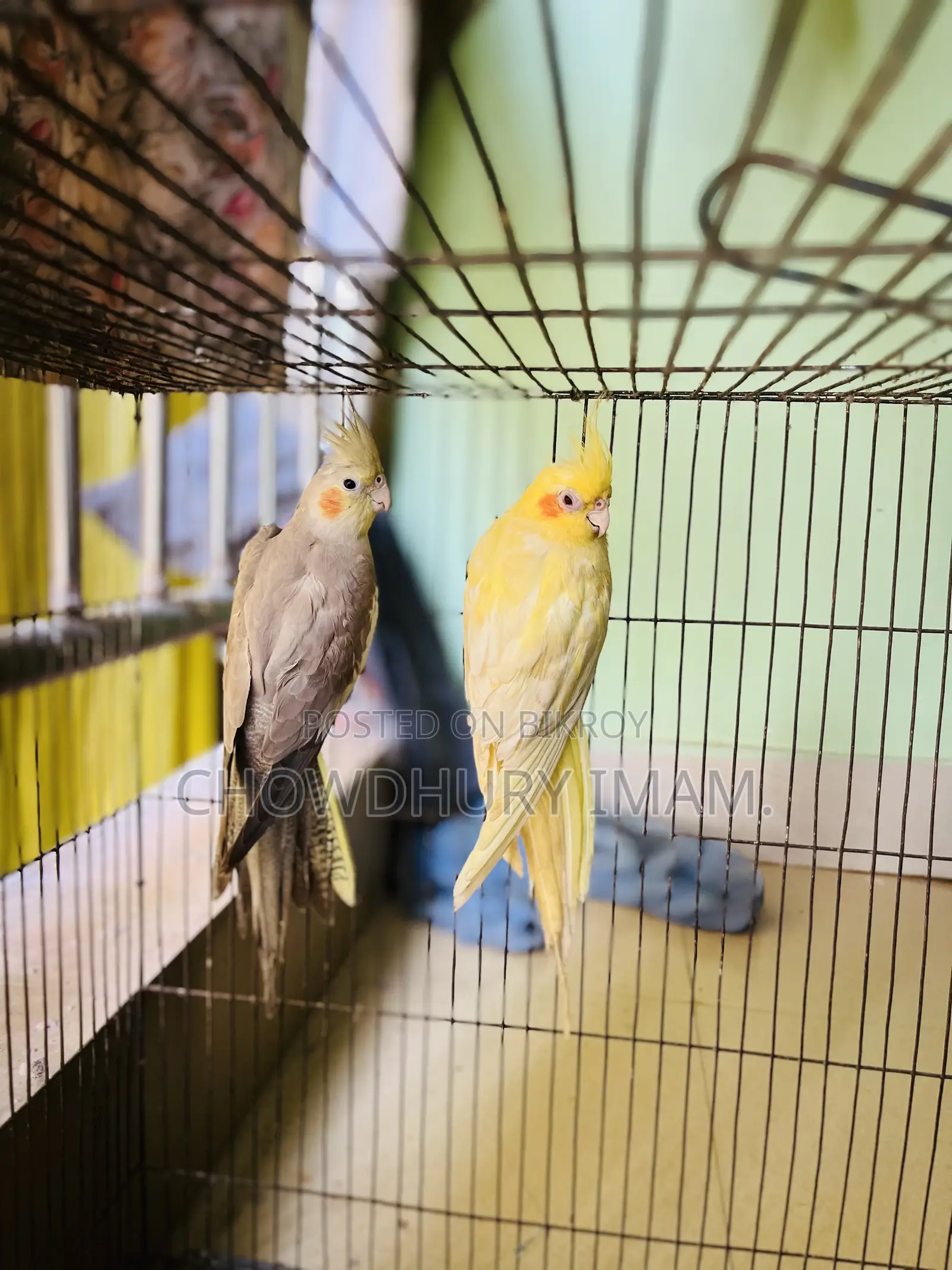 ককটেল জোড়া নির্দিষ্ট দাম।