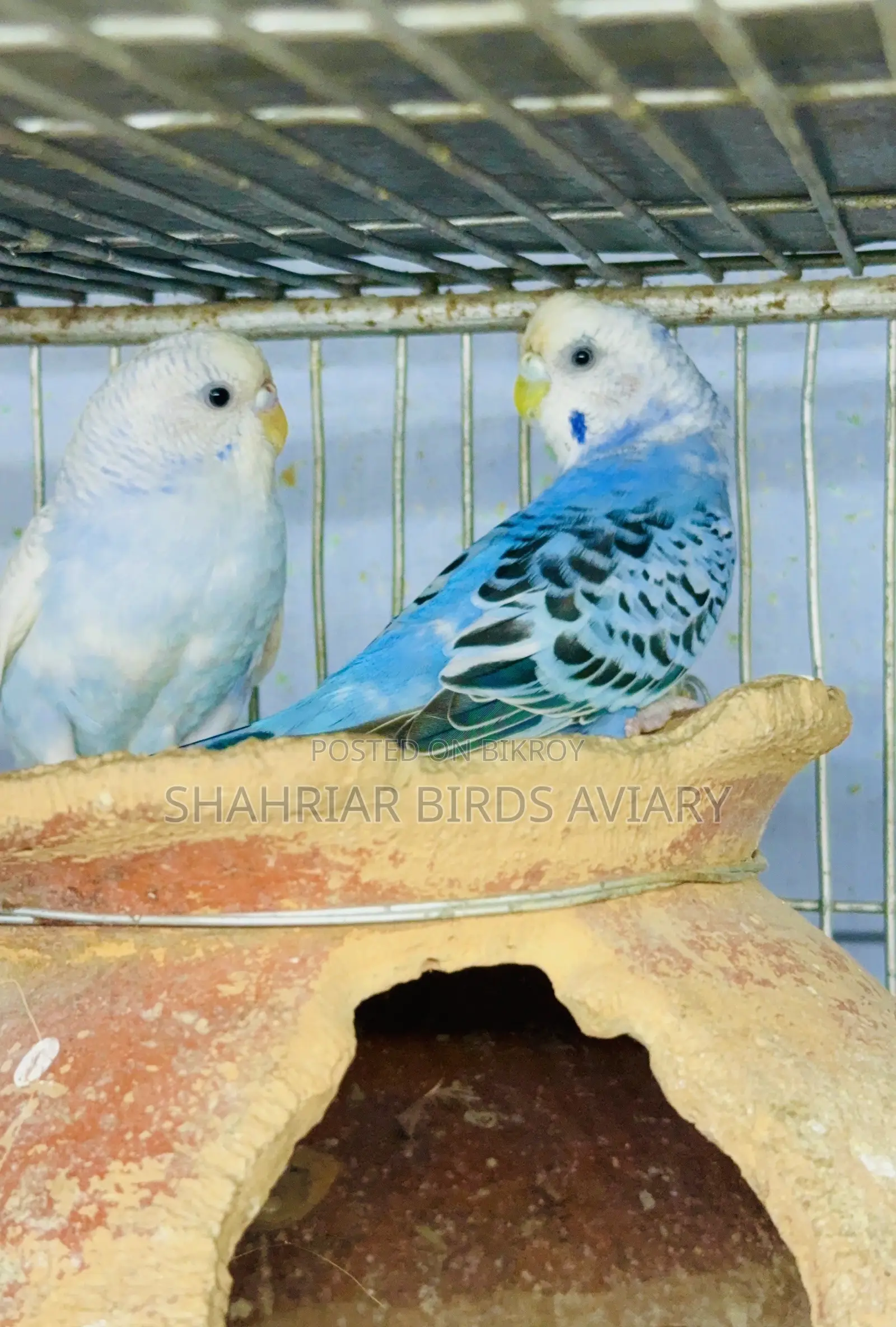 ব্লু বাজরিগার জুড়া