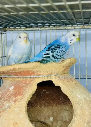 ব্লু বাজরিগার জুড়া