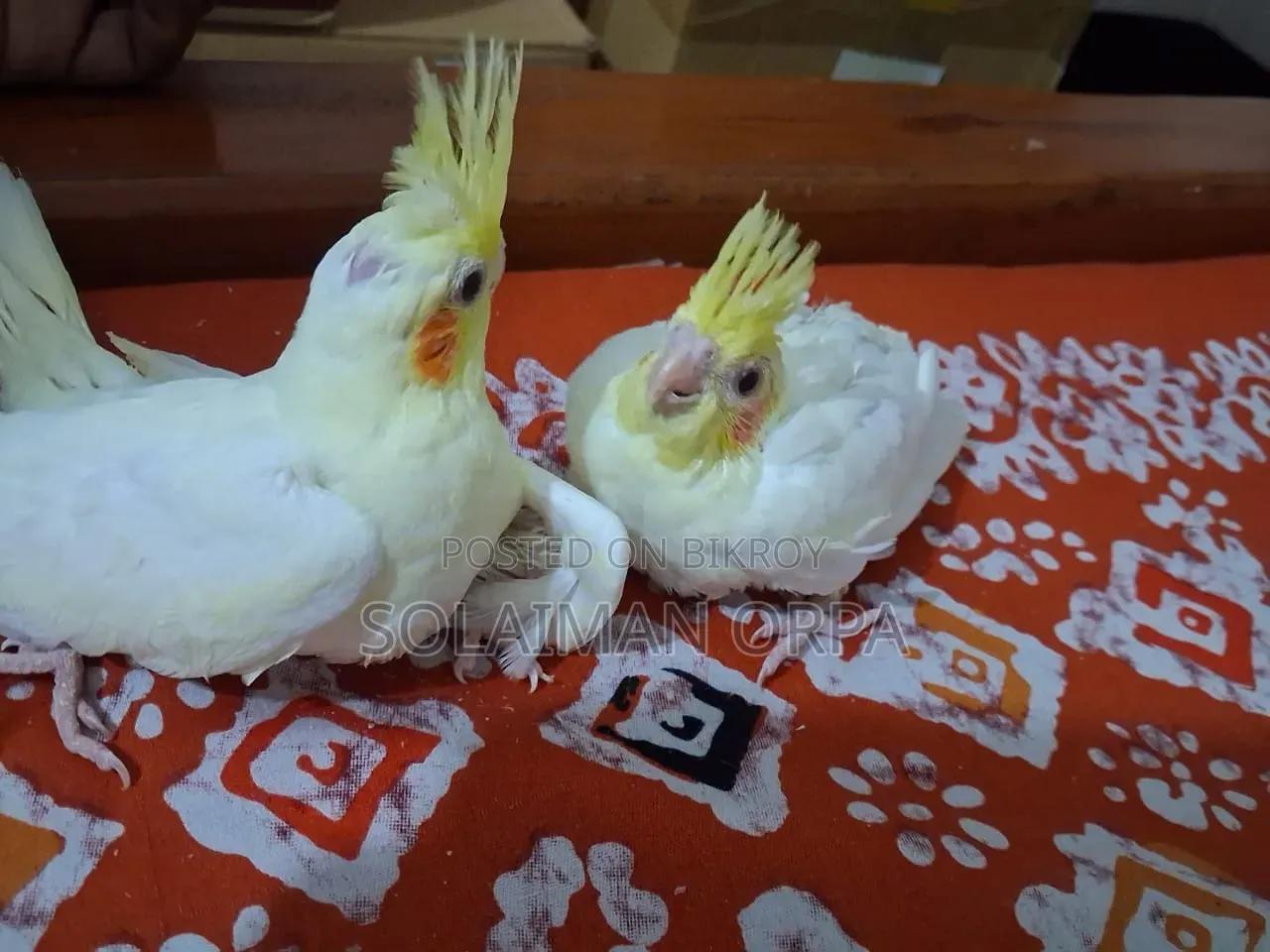 লুটিনো ককাটেল