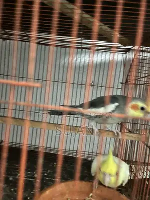 Cocktaiel Gray