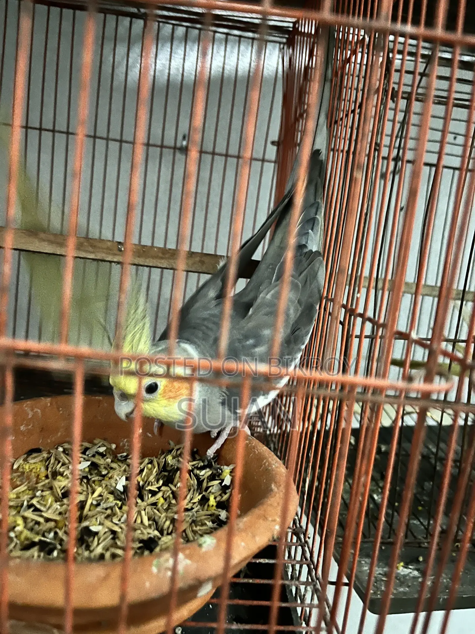 Cocktaiel Gray