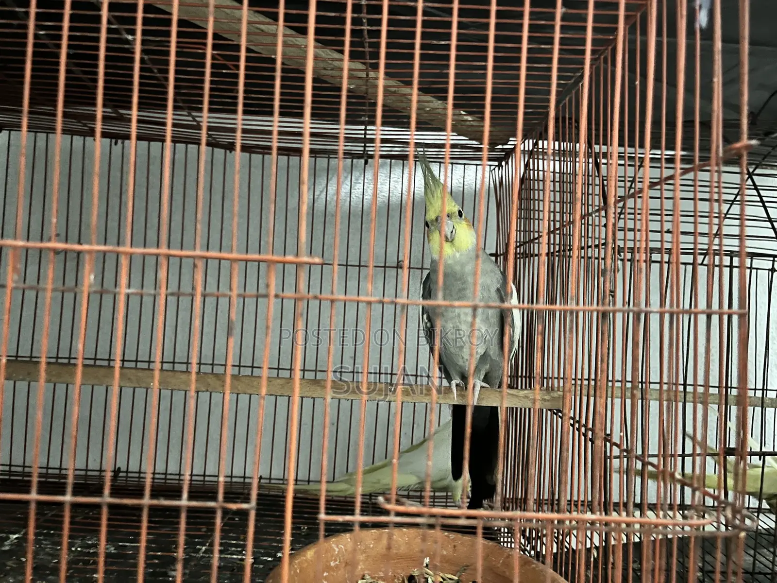 Cocktaiel Gray