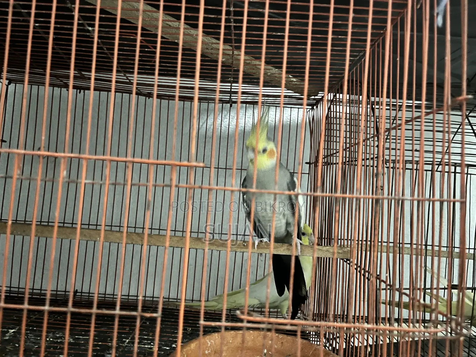 Cocktaiel Gray