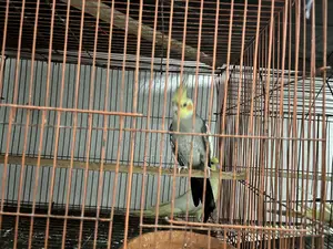 Cocktaiel Gray