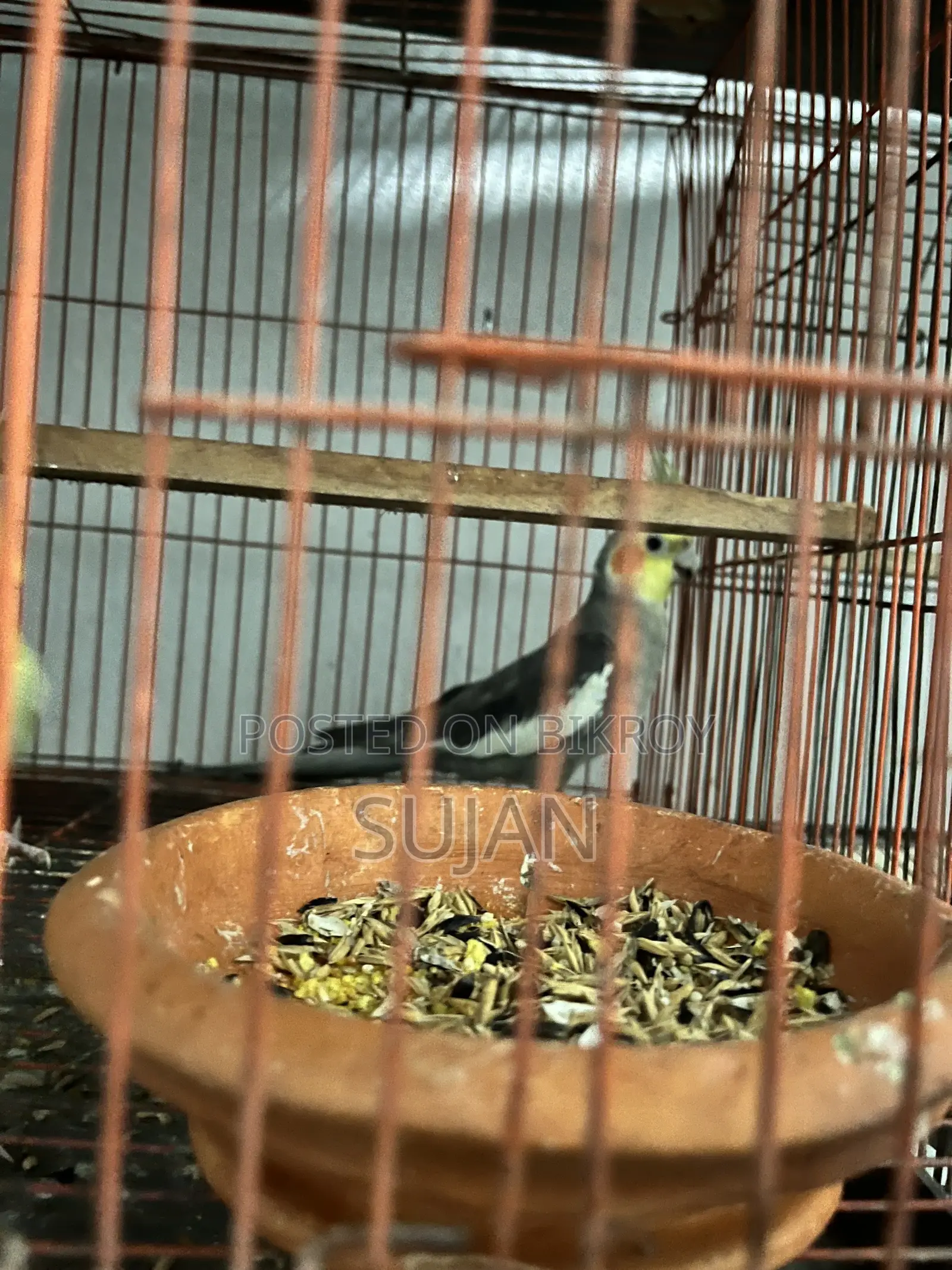 Cocktaiel Gray