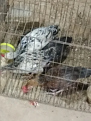 দেশি মুরগির বাচ্চা