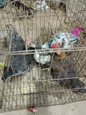 দেশি মুরগির বাচ্চা