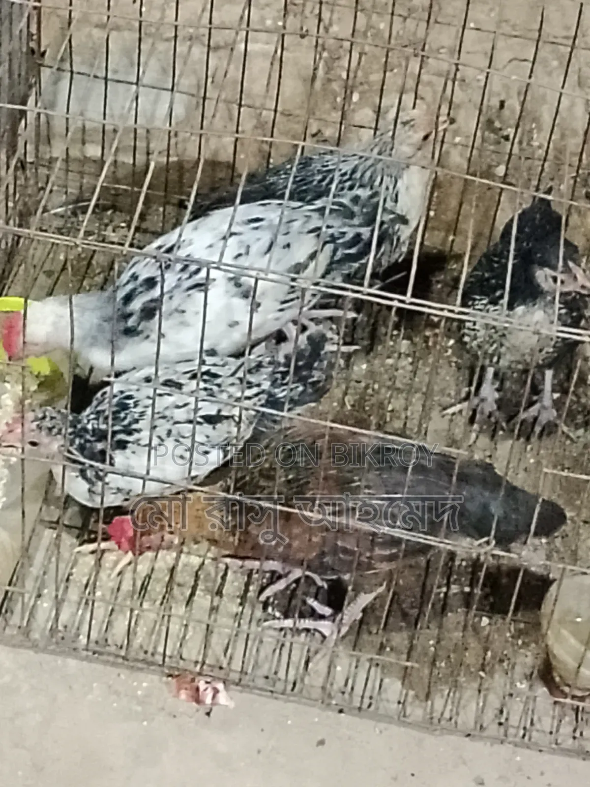 দেশি মুরগির বাচ্চা