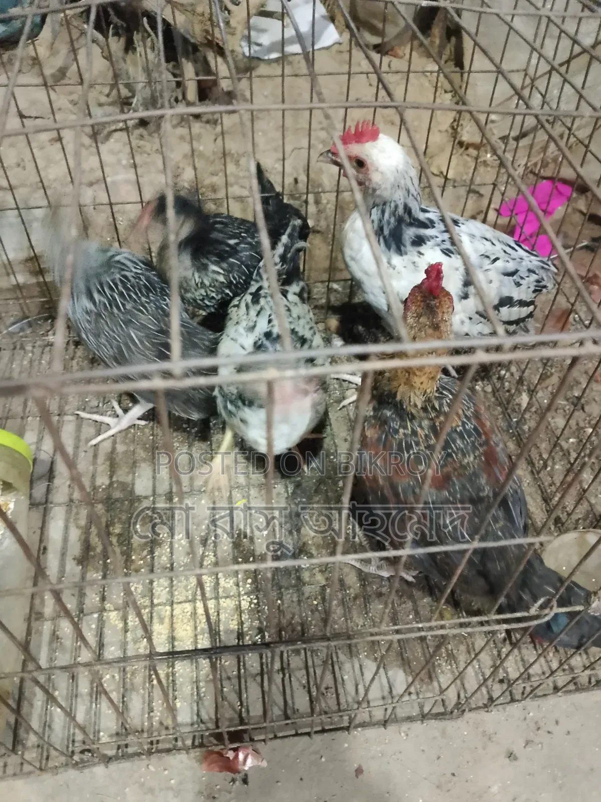 দেশি মুরগির বাচ্চা