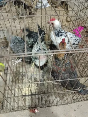 দেশি মুরগির বাচ্চা