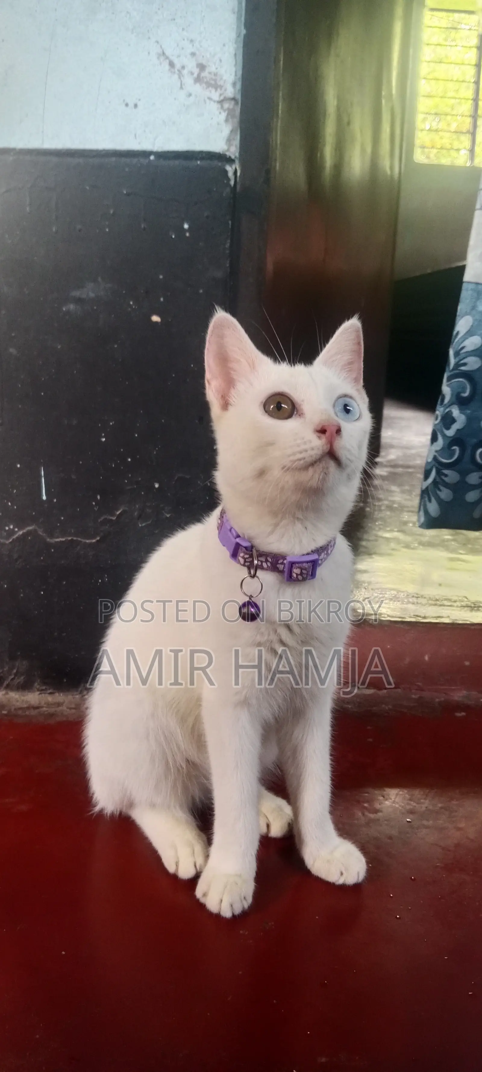 3-6 months Female Mixed Breed Cat