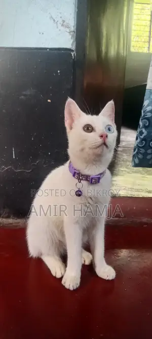 3-6 months Female Mixed Breed Cat