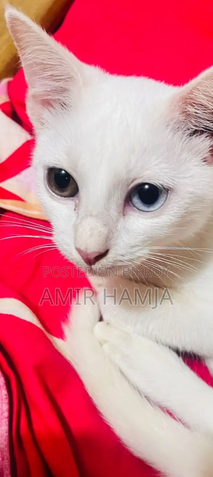 3-6 months Female Mixed Breed Cat
