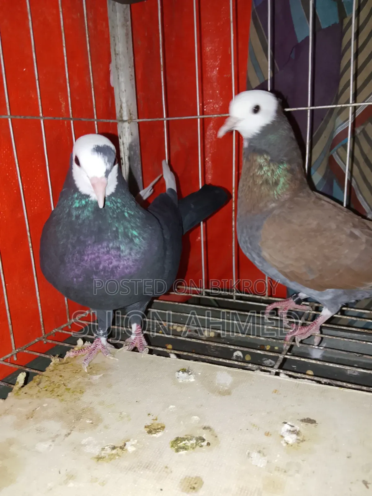Golla Pigeon