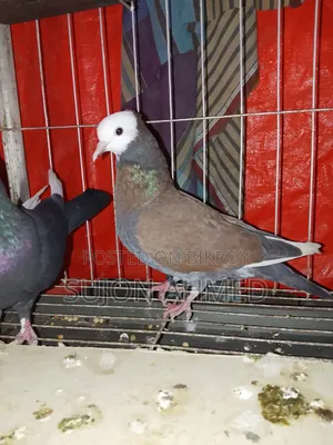 Golla Pigeon