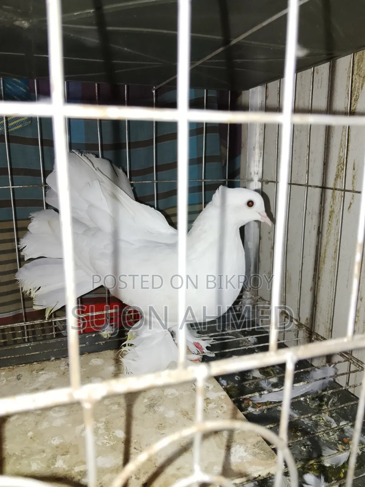 Lakkha Male Pigeon