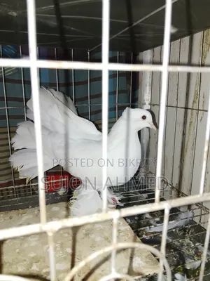 Lakkha Male Pigeon