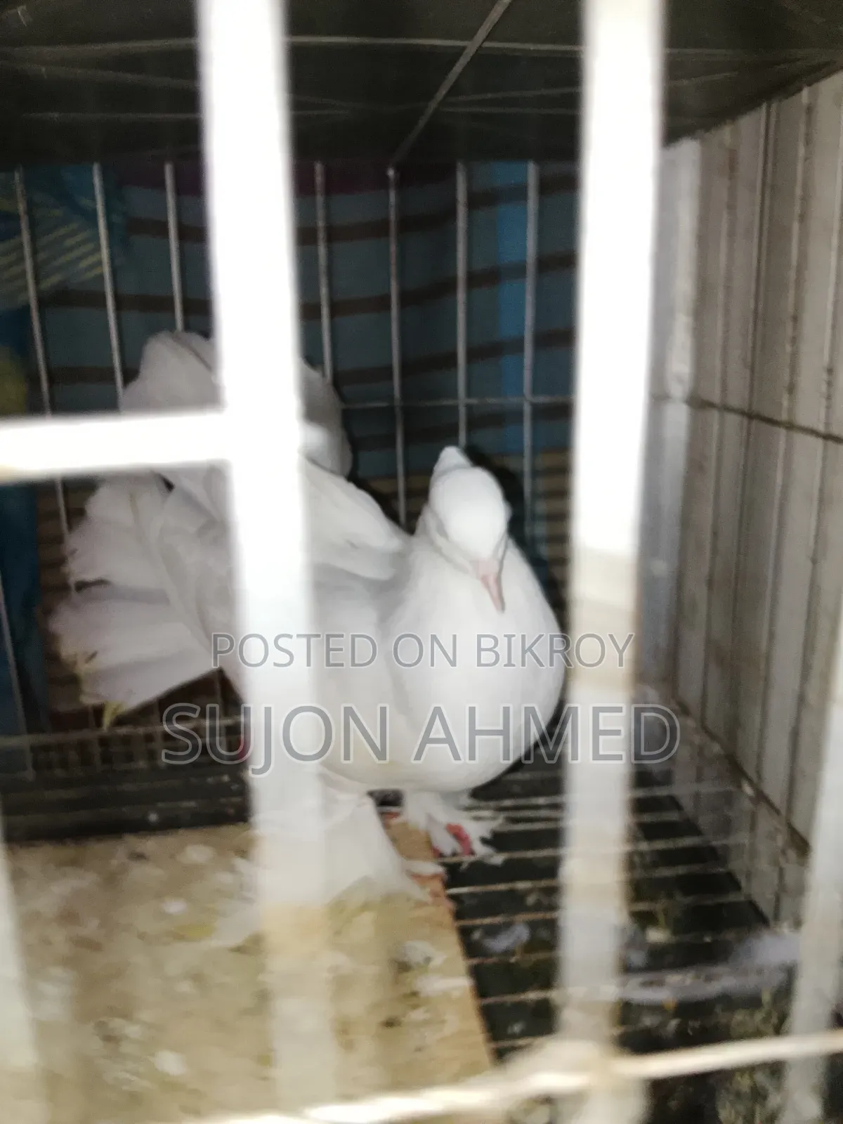 Lakkha Male Pigeon