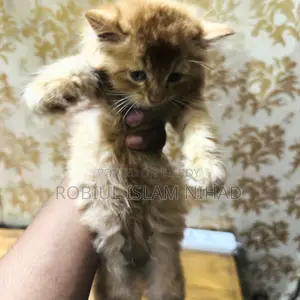 1-3 months Male Purebred Mongrel (No Breed)