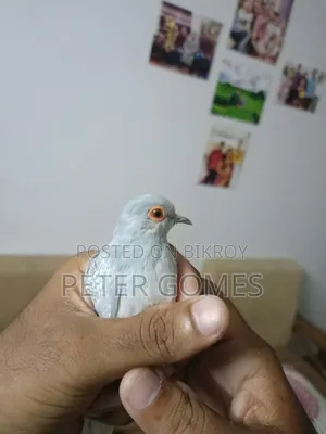 Diamond Dove