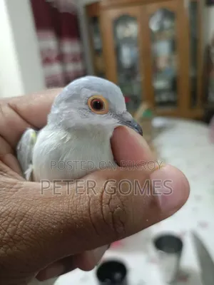 Diamond Dove
