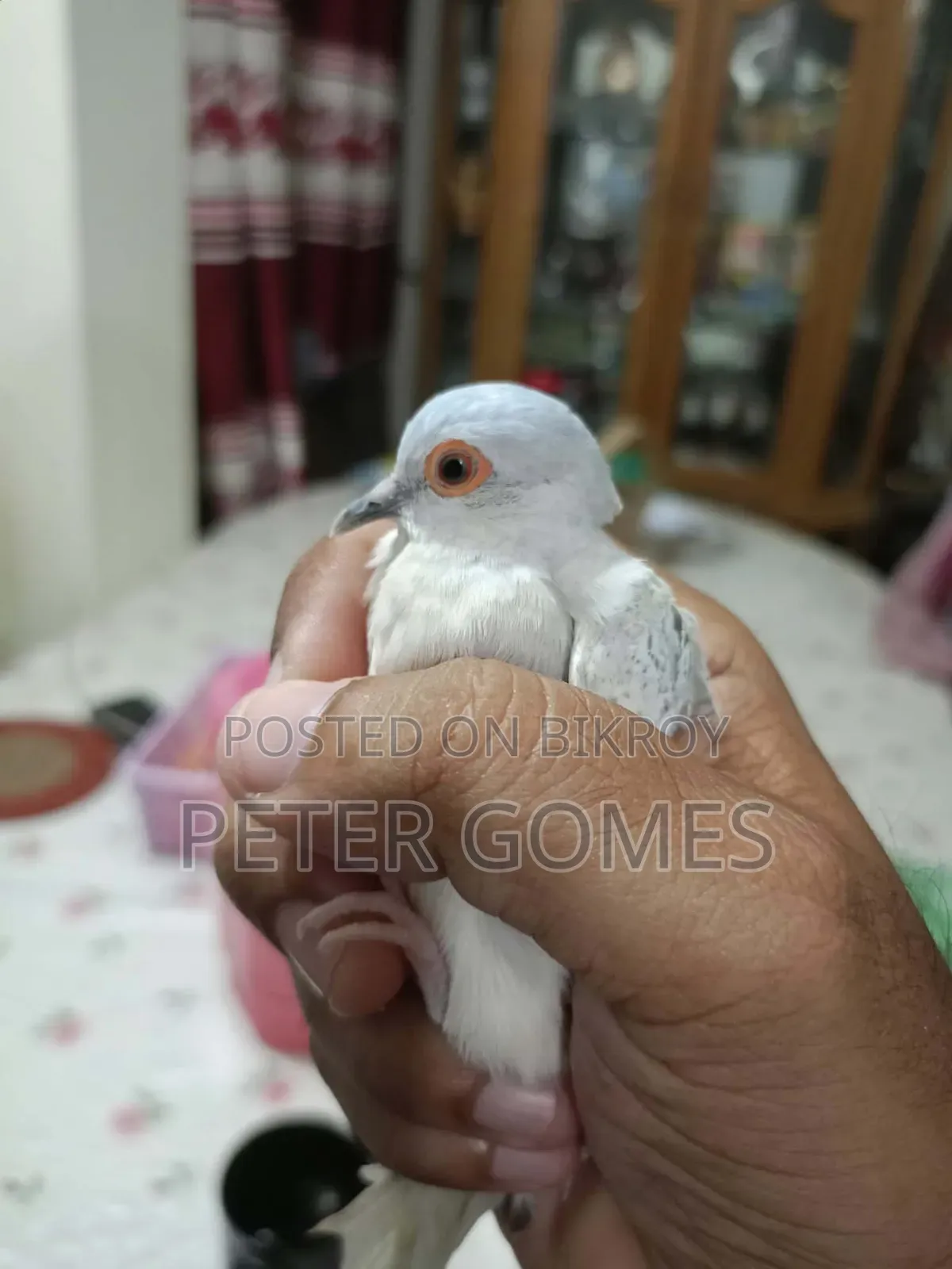 Diamond Dove
