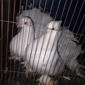পায়রা সাদা রং