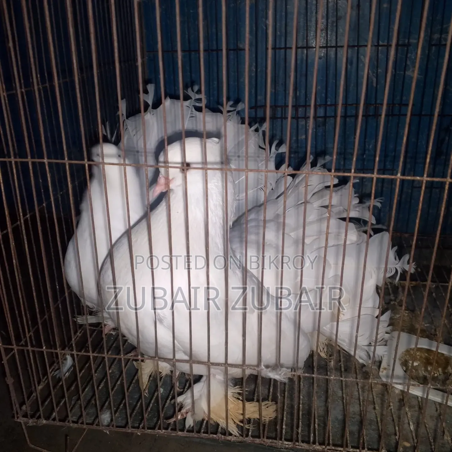 পায়রা সাদা রং